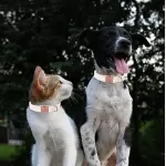 Beyaz Deri Köpek Tasması ve Kayışı - Köpekler için Ayarlanabilir Yaka from  at Tekin ticaret # 641797A6E57B3_20AB