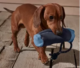 Köpekler İçin Ödül Mamalı Oyuncak from  at M4D # 