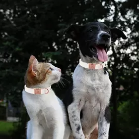 Beyaz Deri Köpek Tasması ve Kayışı - Köpekler için Ayarlanabilir Yaka from  at Tekin ticaret # 641797A6E57B3_20AB
